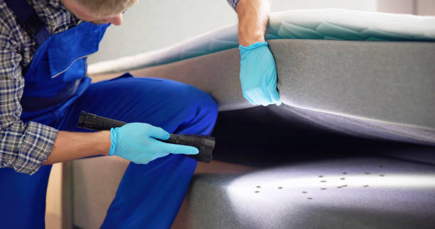 Wasp Removal Services in Federal Way, WA
