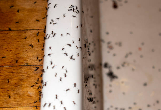Best Ant Control Services  in Federal Y, WA