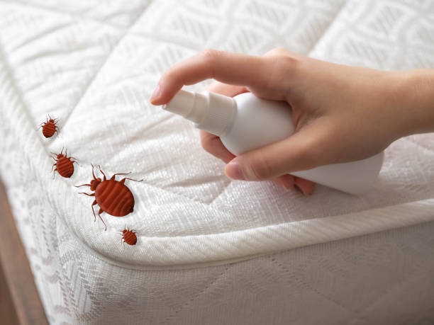 Best Cockroach Control Services  in Federal Y, WA