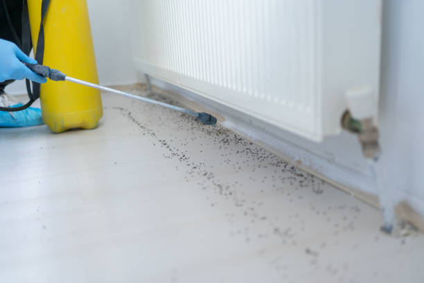 Best Wasp Removal Services  in Federal Y, WA
